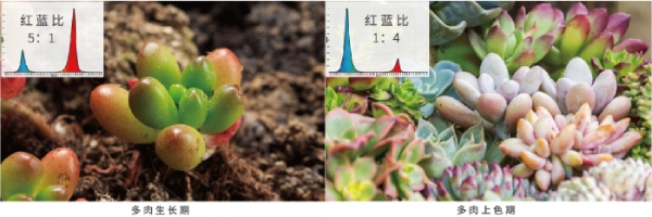 多肉的（de）紅藍光配比