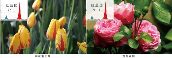 花期的紅藍（lán）光配比