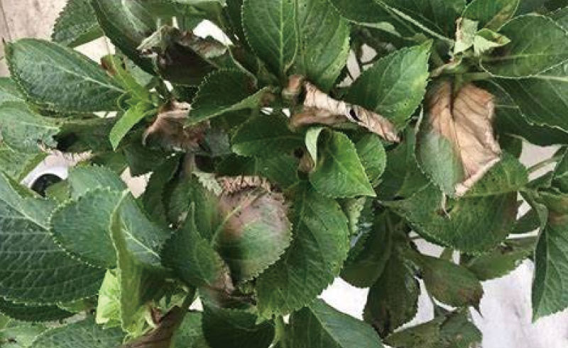 植物補光（guāng）